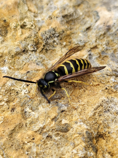 kecskedarázs - Vespula vulgaris