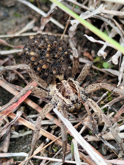 réti farkaspók - Hogna radiata