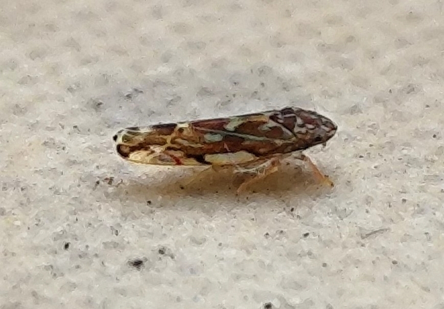 Erasmoneura vulnerata