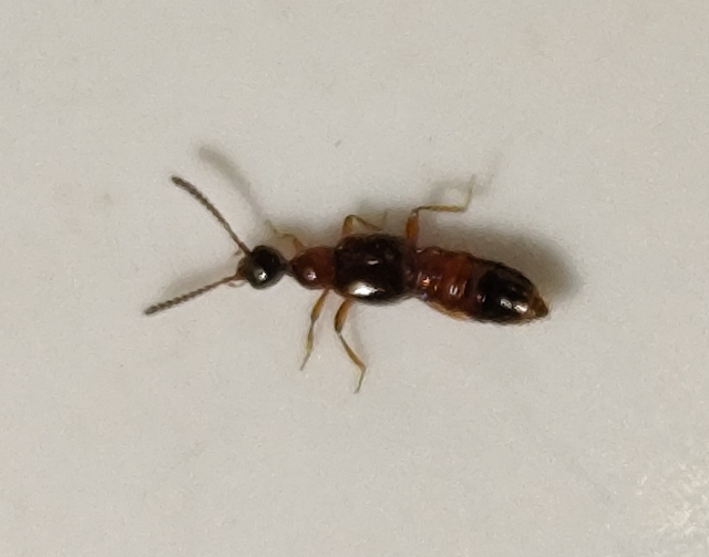 Autalia