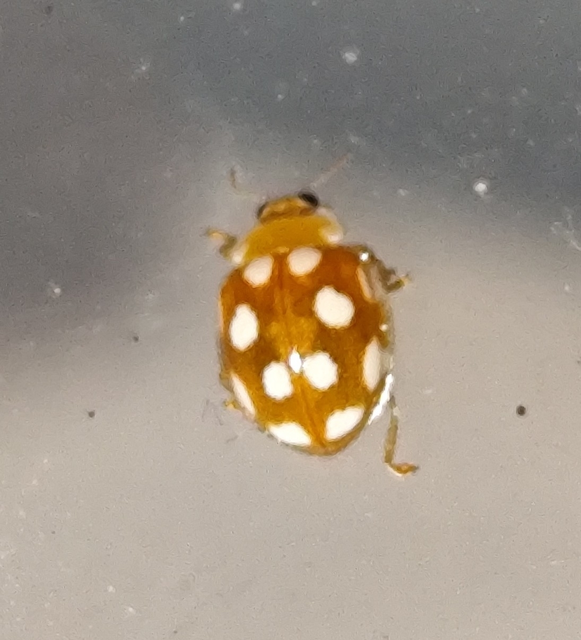 tizenkétcseppes füsskata - Vibidia duodecimguttata