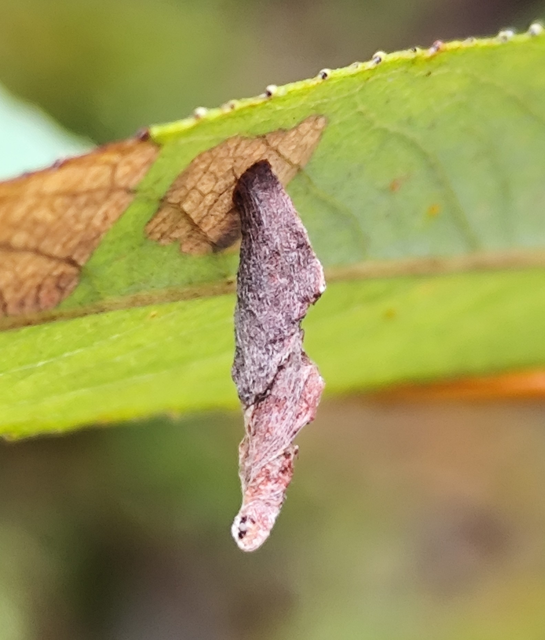 fűzaknázó-zsákosmoly - Coleophora lusciniaepennella