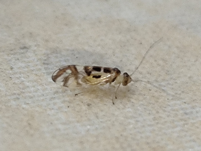 Psocoptera - Fürgetetvek
