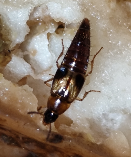 címeres gombászholyva - Lordithon bimaculatus