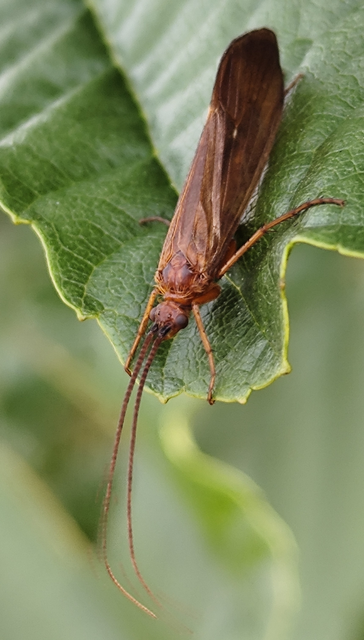 Trichoptera - Tegzesek