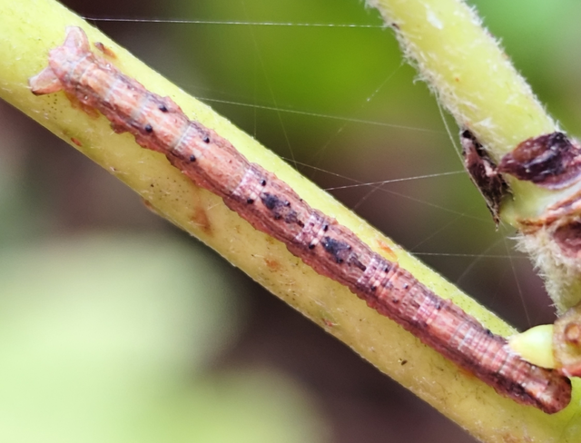 hegyi faaraszoló - Alcis bastelbergeri