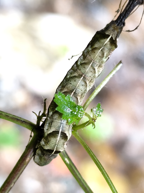 Melanchra persicariae - fehérfoltos kertibagoly