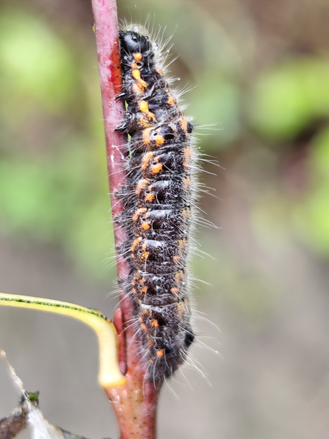 apró levélszövő - Clostera pigra