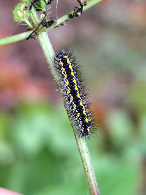 Callimorpha dominula - fémes medvelepke