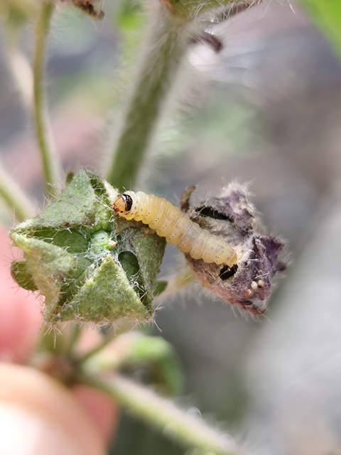 déli tükrösmoly - Crocidosema plebejana