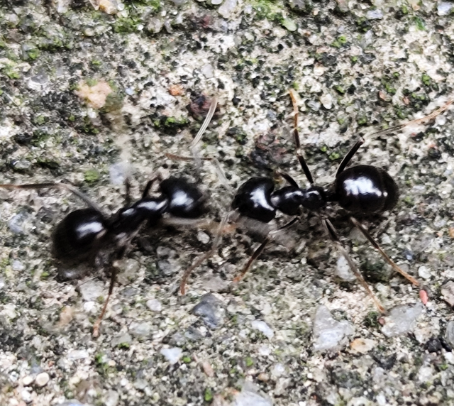 kartonépítő fahangya - Lasius fuliginosus