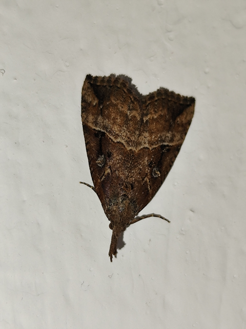 közönséges karcsúbagoly - Hypena rostralis