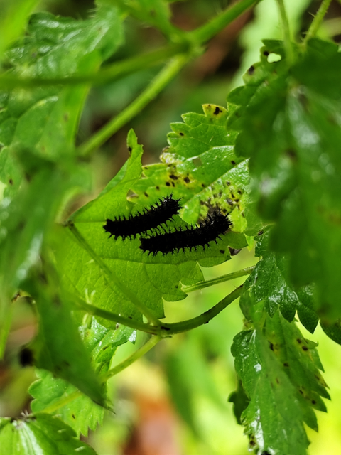 pókhálós lepke - Araschnia levana