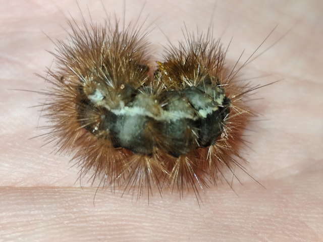 sárgás medvelepke - Spilarctia lutea