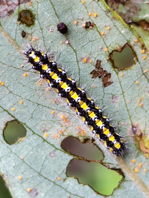 fémes medvelepke - Callimorpha dominula