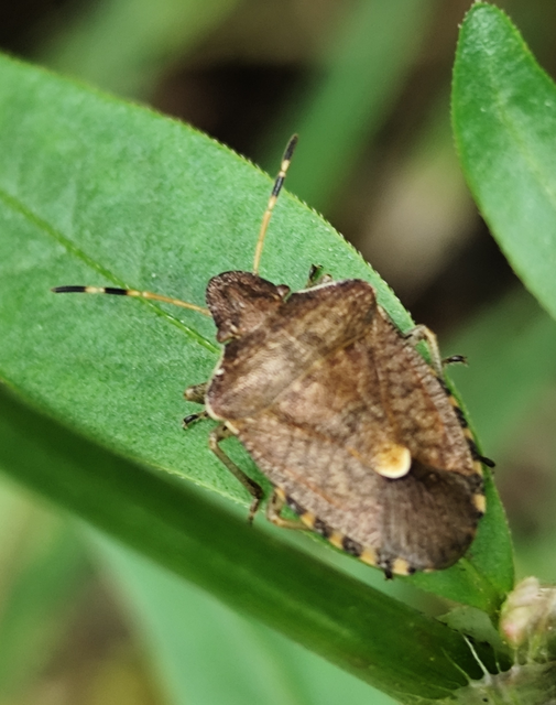 tavaszi címerespoloska - Peribalus strictus