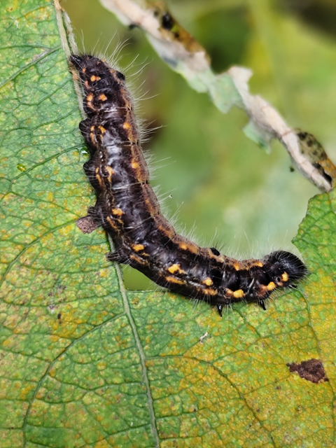 Clostera pigra - apró levélszövő