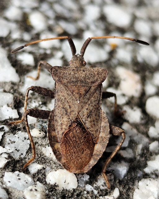 közönséges karimáspoloska - Coreus marginatus