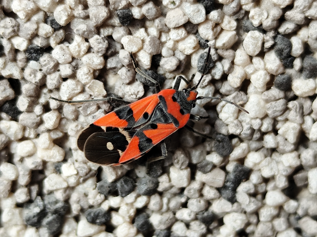 Lygaeus equestris/simulans