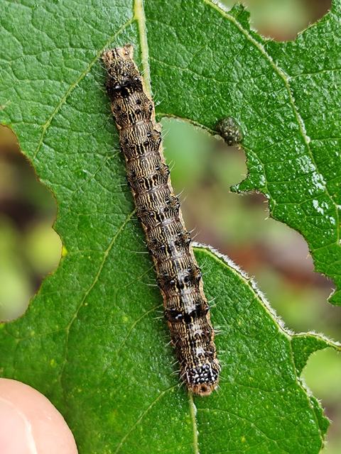 kukorica-veteménybagoly - Helicoverpa armigera