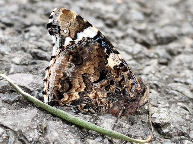 atalantalepke - Vanessa atalanta