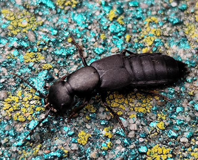 nehézszagú holyva - Ocypus biharicus