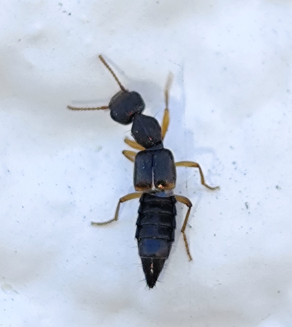 kis cérnanyakúholyva - Rugilus orbiculatus