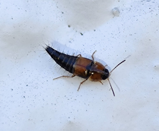 sárgahátú kószaholyva - Tachyporus chrysomelinus