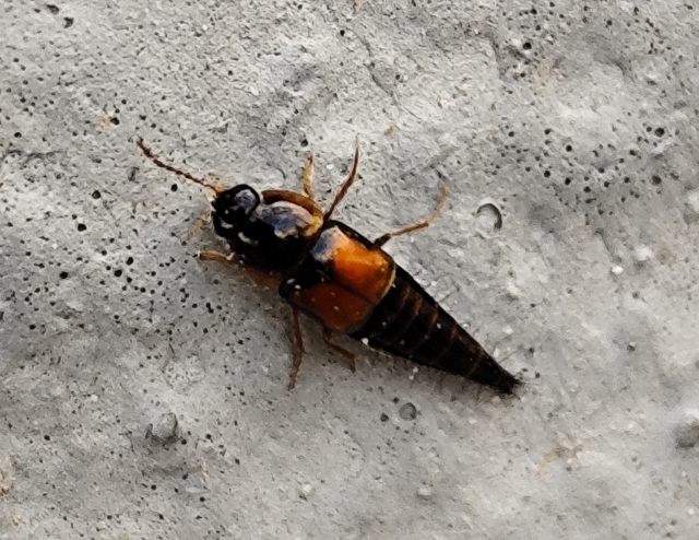 közönséges kószaholyva - Tachyporus hypnorum