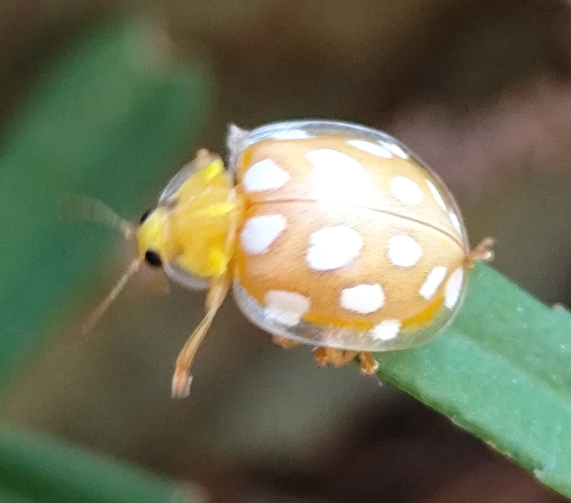 tizenhatcseppes füsskata - Halyzia sedecimguttata