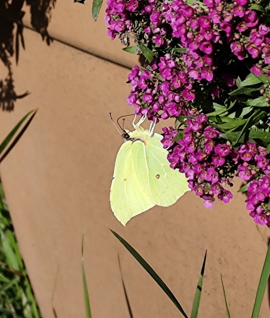 citromlepke - Gonepteryx rhamni
