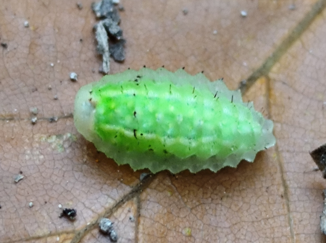 kagylólepke - Apoda limacodes