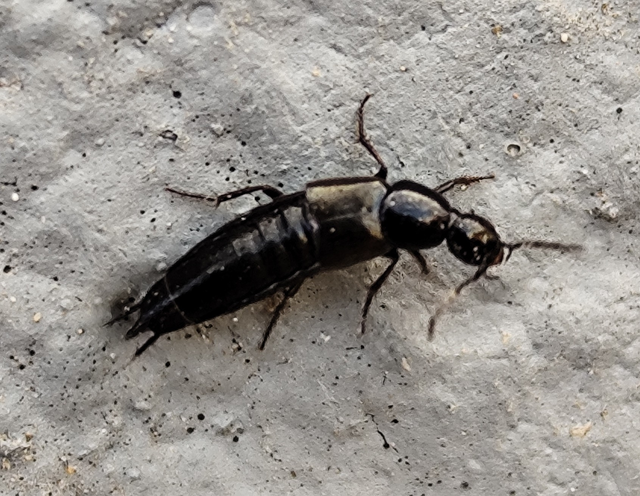 Philonthus