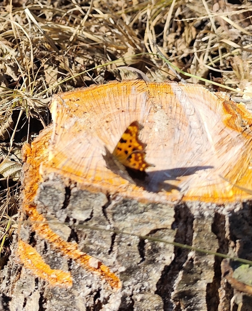 C-betűs lepke - Nymphalis c-album