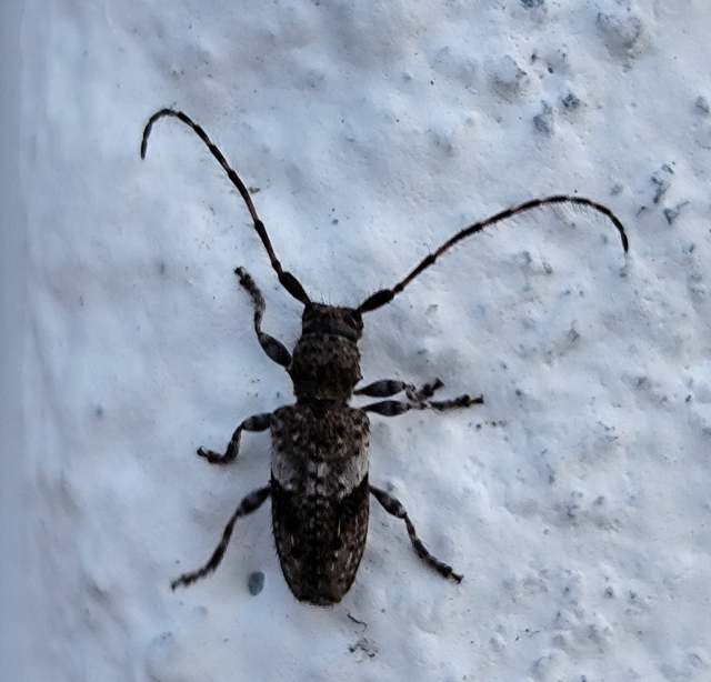 Pogonocherus