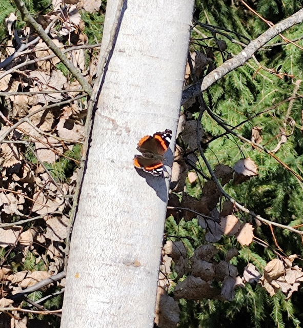 Vanessa atalanta - atalantalepke