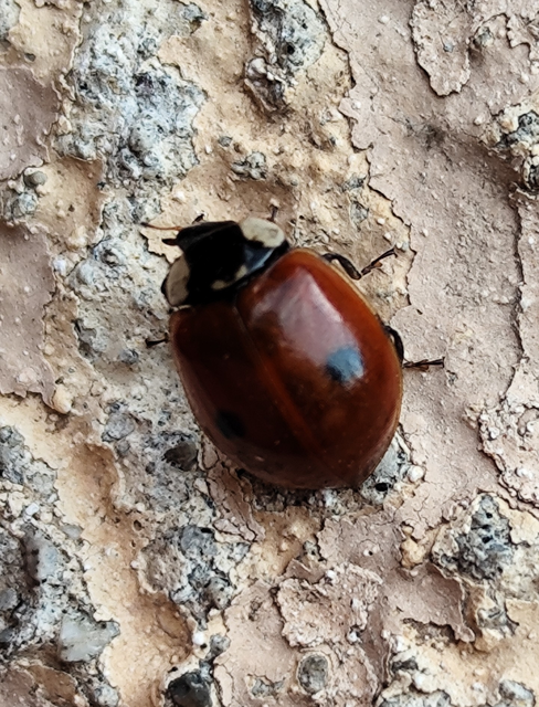 kétpettyes katica - Adalia bipunctata