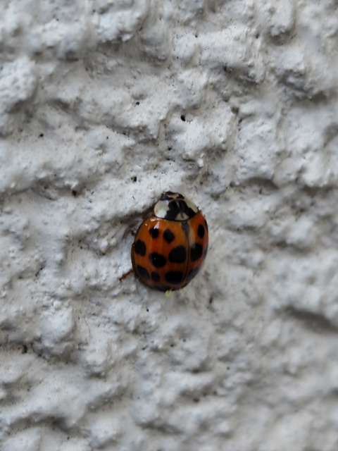 harlekinkatica - Harmonia axyridis