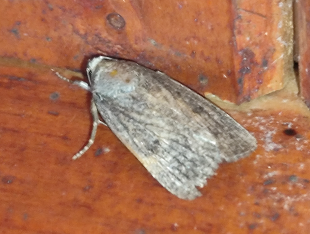 bakszakállbagoly - Amphipyra tragopoginis