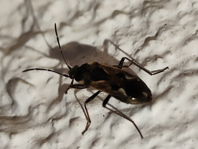 közönséges díszesbodobács - Rhyparochromus vulgaris