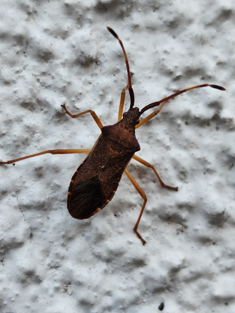 aranypetés karimáspoloska - Gonocerus acuteangulatus