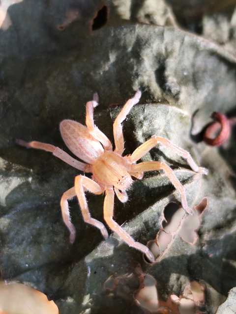 Micrommata virescens - hunyópók