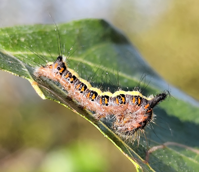 pszi-betűs szigonyosbagoly - Acronicta psi