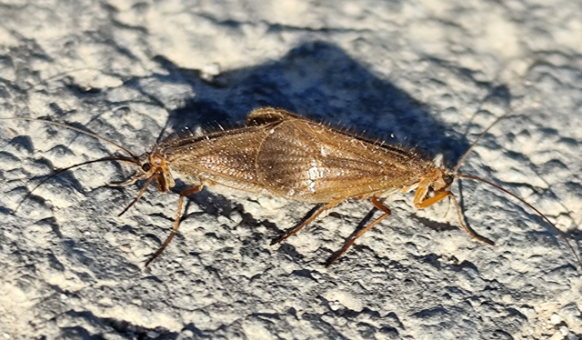 Trichoptera - Tegzesek
