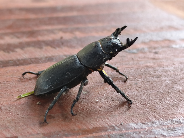 kis szarvasbogár - Dorcus parallelipipedus