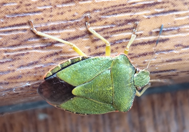 zöld bogyómászó-poloska - Palomena prasina