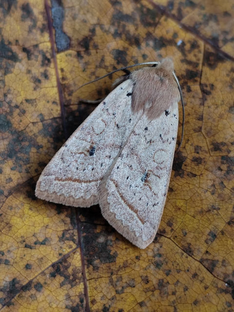 gyertyán-őszibagoly - Leptologia macilenta