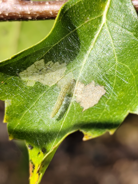 nyírlevélfonó tarkamoly - Swammerdamia caesiella