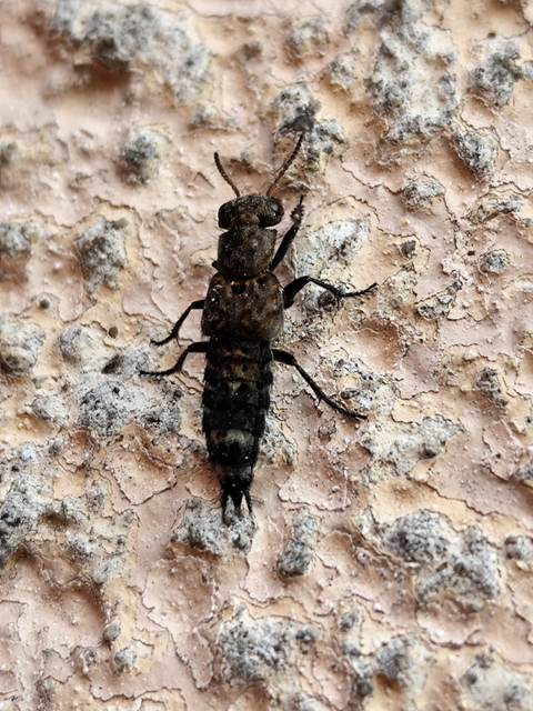 márványos holyva - Ontholestes murinus