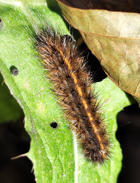 füstös medvelepke - Phragmatobia fuliginosa